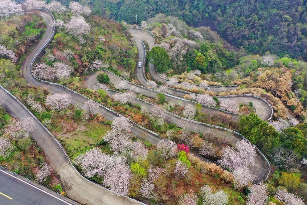 网红赏樱地,发卡弯,观景台,栖霞坑,樱花公园,海曙公园_腾讯新闻