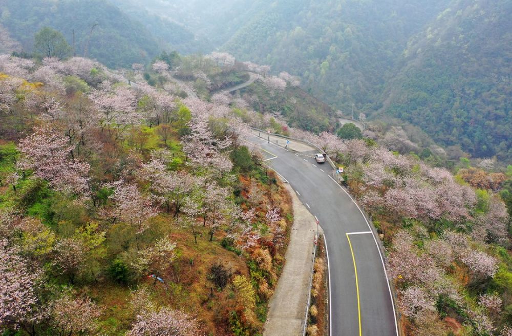 网红赏樱地,发卡弯,观景台,栖霞坑,樱花公园,海曙公园_腾讯新闻