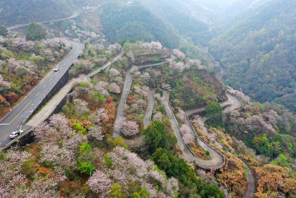 网红赏樱地,发卡弯,观景台,栖霞坑,樱花公园,海曙公园_腾讯新闻