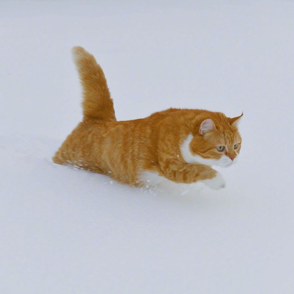 俄罗斯猛男橘猫超帅