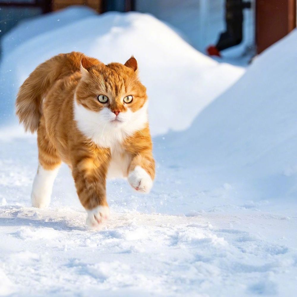 俄罗斯猛男橘猫!超帅!