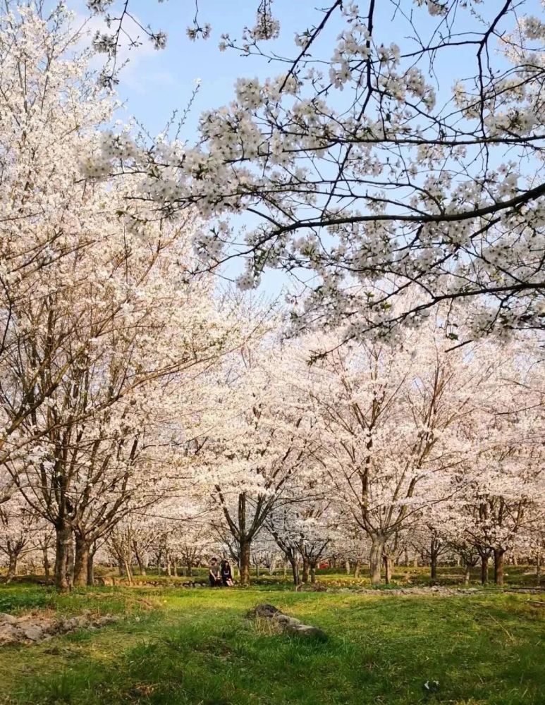 25赏上虞樱花谷,覆卮山古村梯田油菜花一