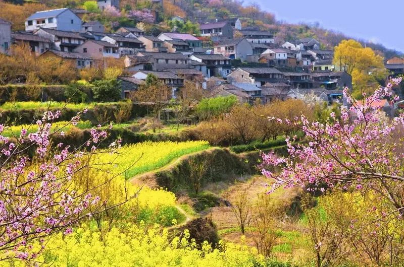 25赏上虞樱花谷,覆卮山古村梯田油菜花一