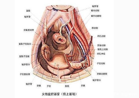 盆腔有积液就等于盆腔炎吗,这篇文章告诉你