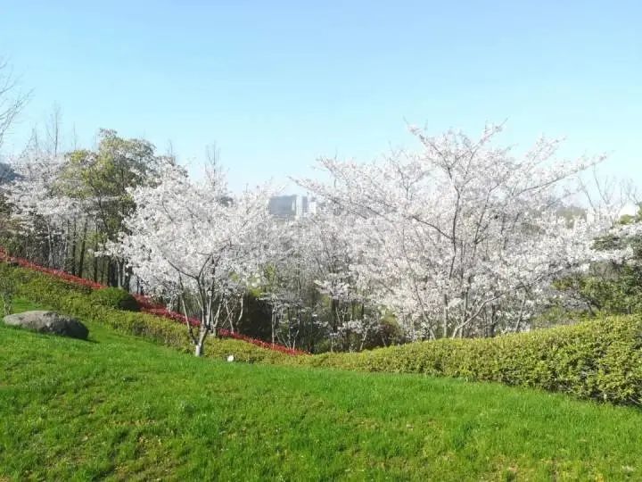 江滨西大道樱花 春江花园,四号渠,江滨西大道; 苕溪滨水公园(盛利民