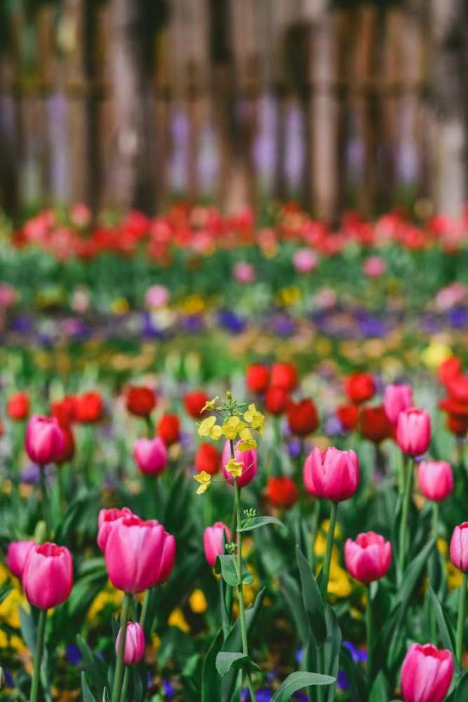 第十届中国花博会开启预热活动,2021年崇明花朝节,郁金香花展开幕