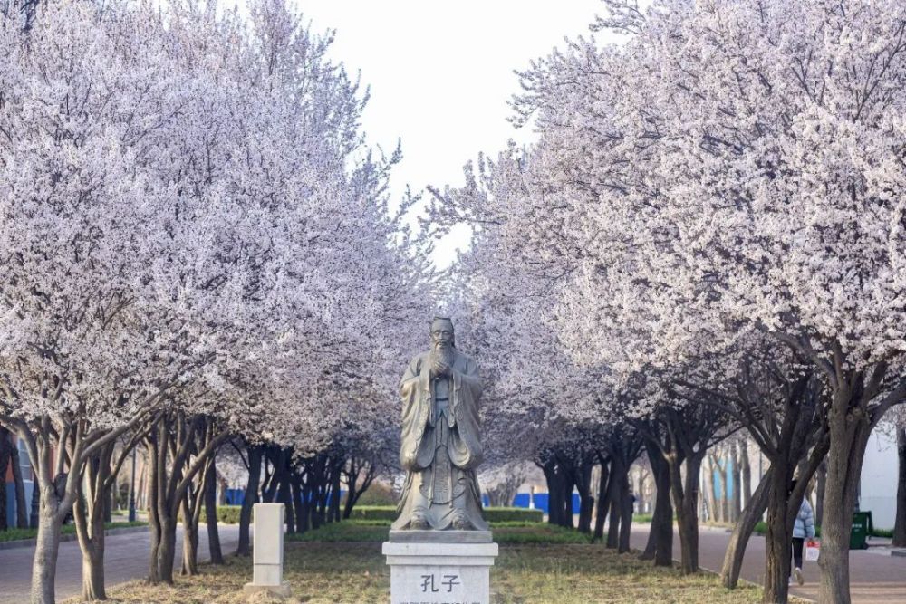 我见过最美的樱花校园,在濮阳职业技术学院!