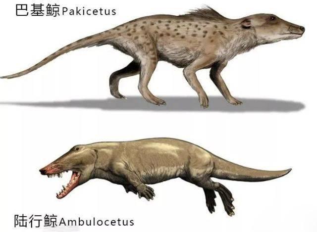 约300万年,一种与以上两种鲸类完全不同的鲸进化出来了,它就是洛德鲸