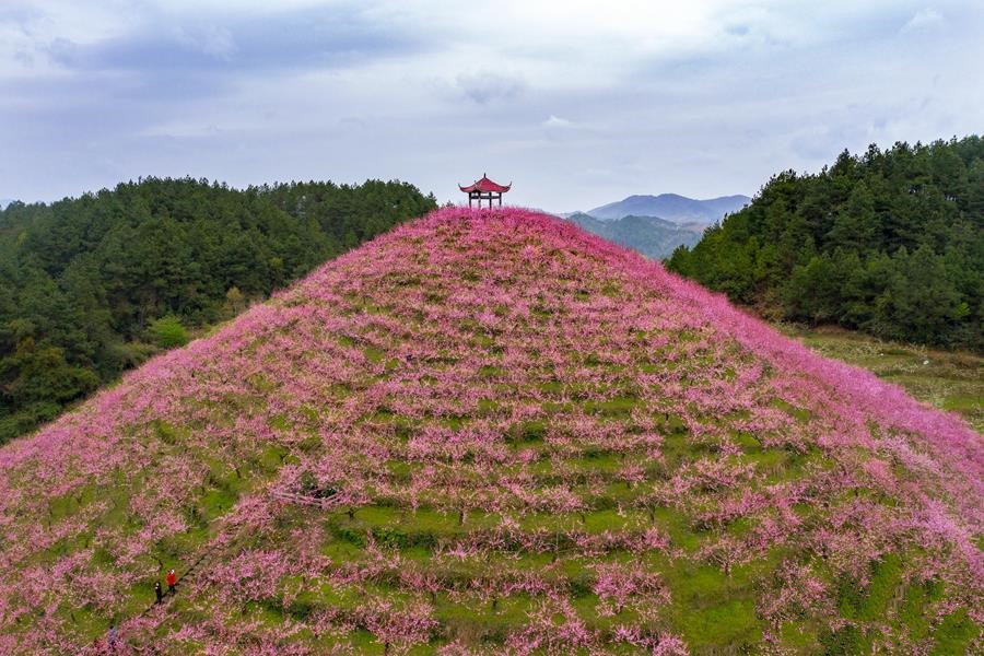 客楼镇万亩桃园一角