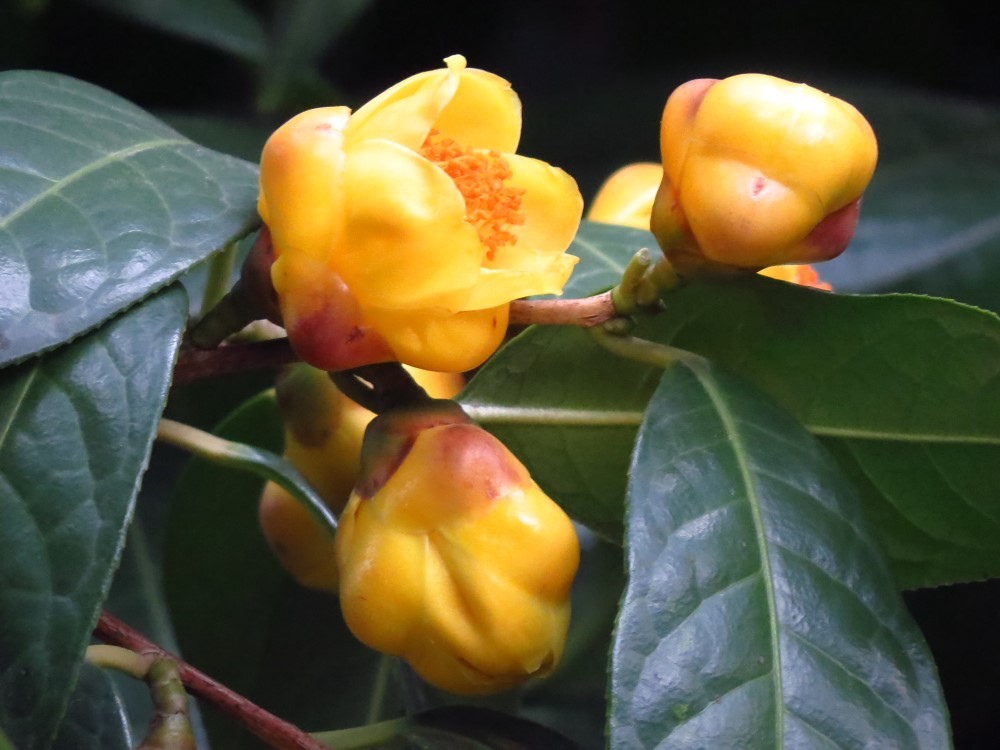 防城金花茶:风姿绰约的"茶族皇后"