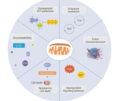 靶向线粒体抗肿瘤活性研究-mce