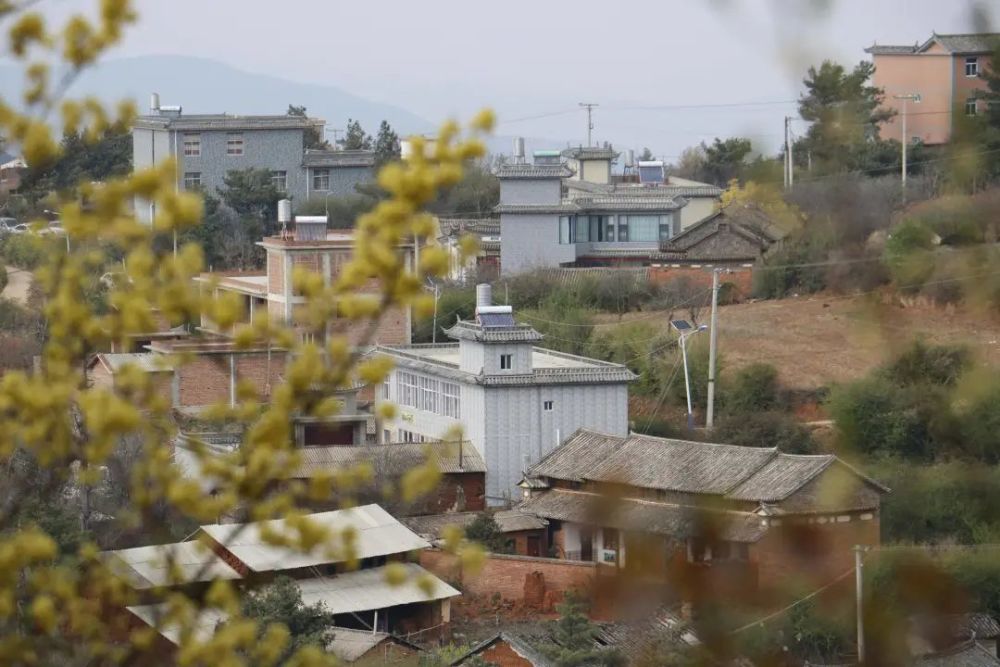 【行摄宾川】杨柳村,不仅有草甸,野花也漂亮!