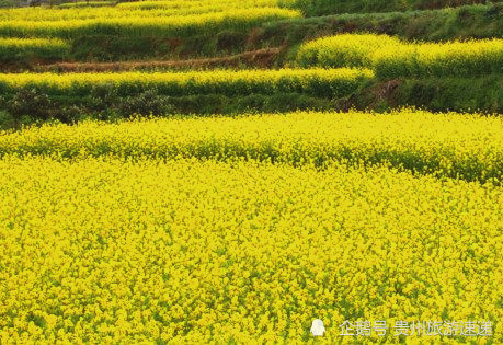 贵阳这里的油菜花迎春绽放,感受田园生活的好地方