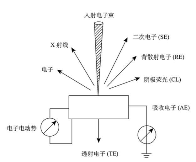 扫描电子显微镜的基本原理