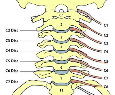 颈椎病导致不同手指麻木,提示不同节段的颈