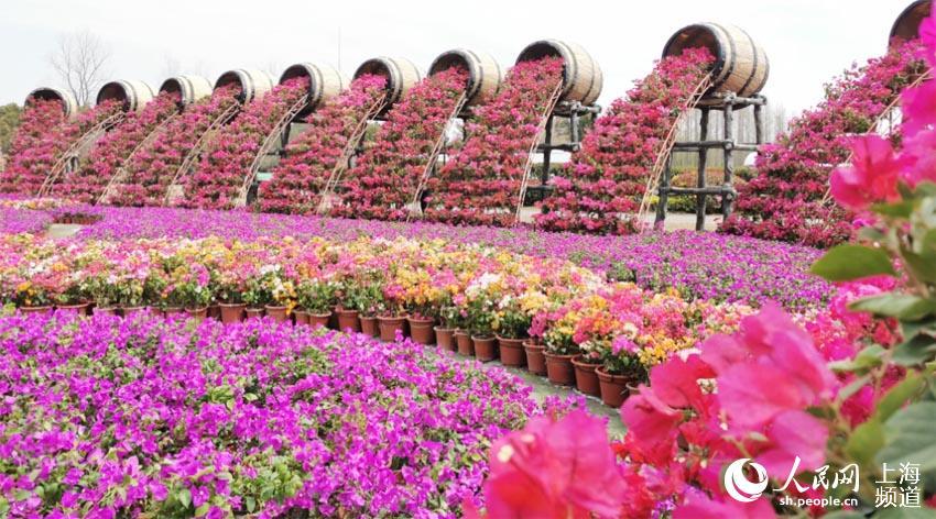 上海崇明花朝节今日开幕,万亩花海随你看!