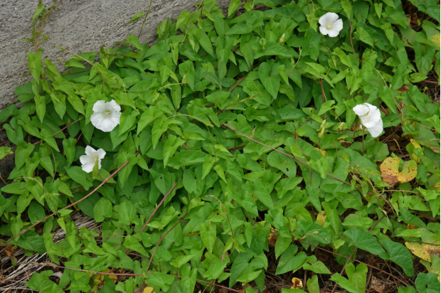 荒野维生野菜系列旋花