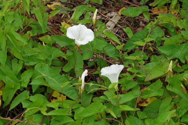 荒野维生野菜系列—旋花