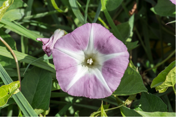 荒野维生野菜系列—旋花