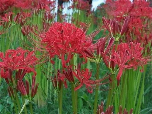 螂花,一支箭,避蛇生,野蒜,蒜头草,用于消肿杀虫,主治:风湿关节痛 石蒜