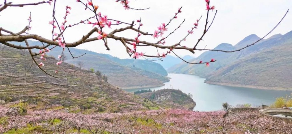 百景看春|普定陈堡村的"桃花岛",藏在你心中的世外桃林