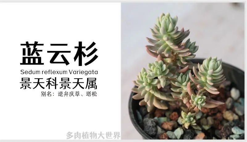 "蓝云杉锦" 景天科景天属多肉植物,护盆草品种之一