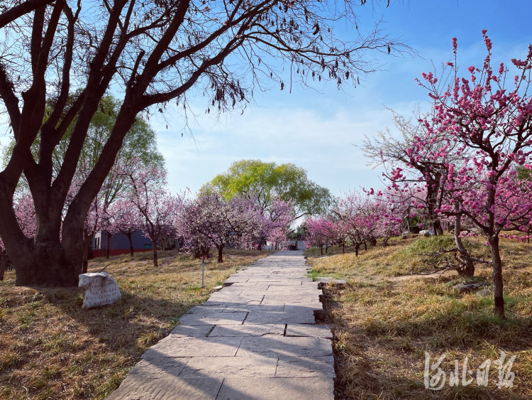 周末,去石家庄市植物园享受"花海漫时光"