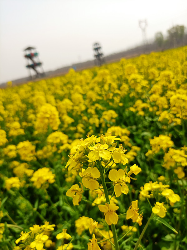 赏花正当时!济南吴家堡油菜花盛开