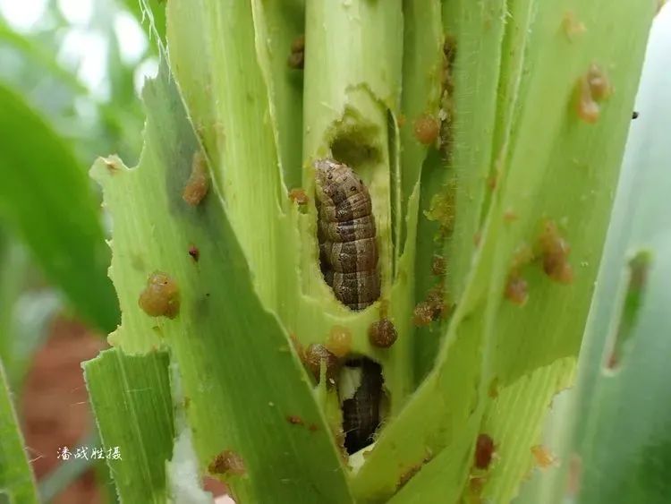 植保《河北省2021年上半年 农作物主要病虫害发生趋势