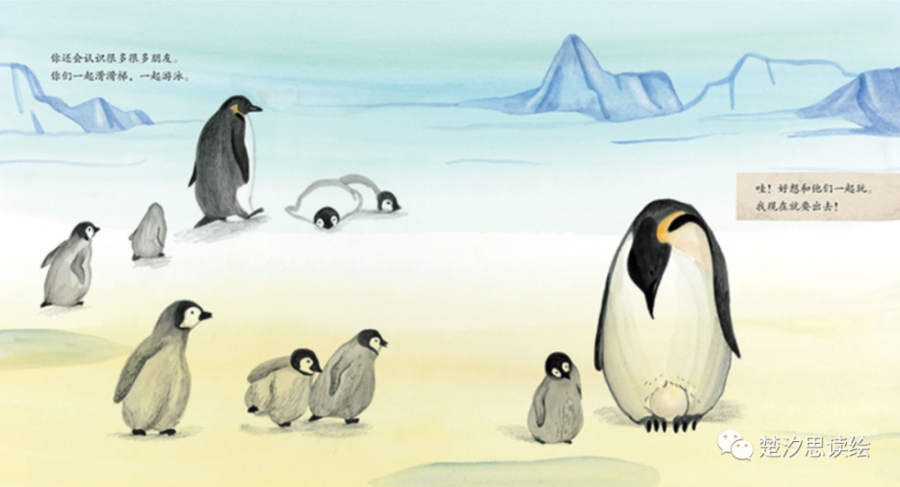 绘本《你准备好见爸爸了吗?》:南极帝企鹅的特殊养育方式