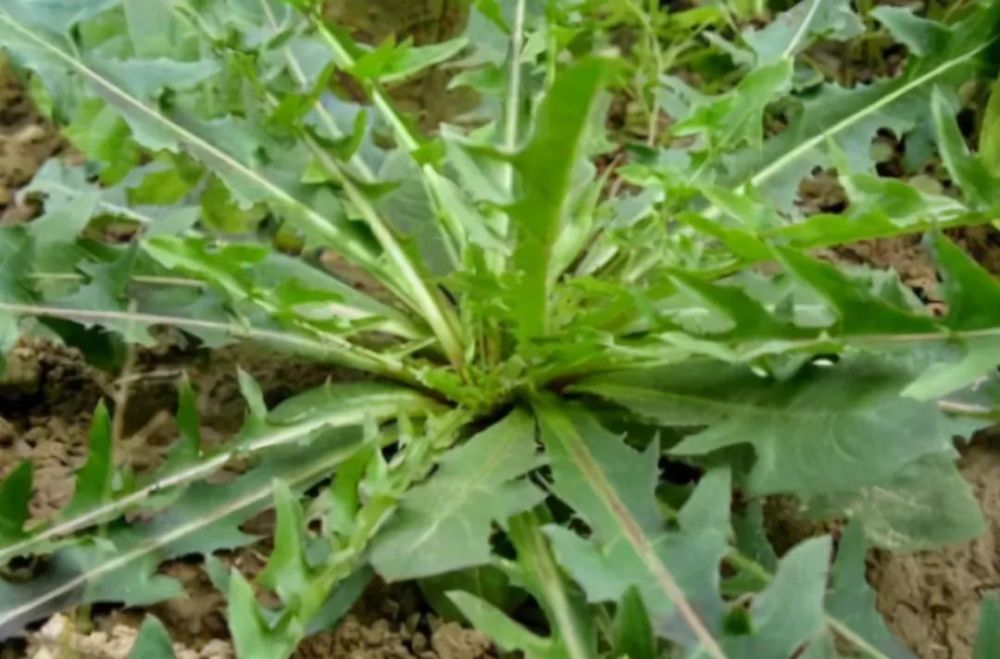 苦菜也是在野地里非常常见的一种野菜,它是属于菊科的植物,也叫做苦丁