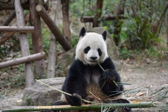 熊猫繁育研究基地里的大熊猫们在春日里悠哉地吃竹子,萌态十足惹人爱