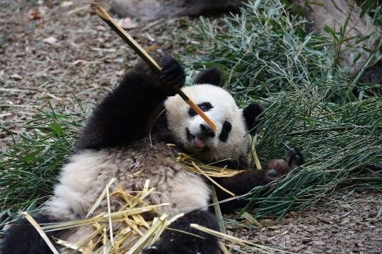 小可爱上线!成都大熊猫吃竹子不停歇