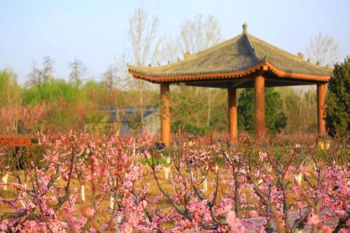 阳春三月,陕西省渭南市富平县城北怀德公园梅园,数十亩的梅花竞相开放