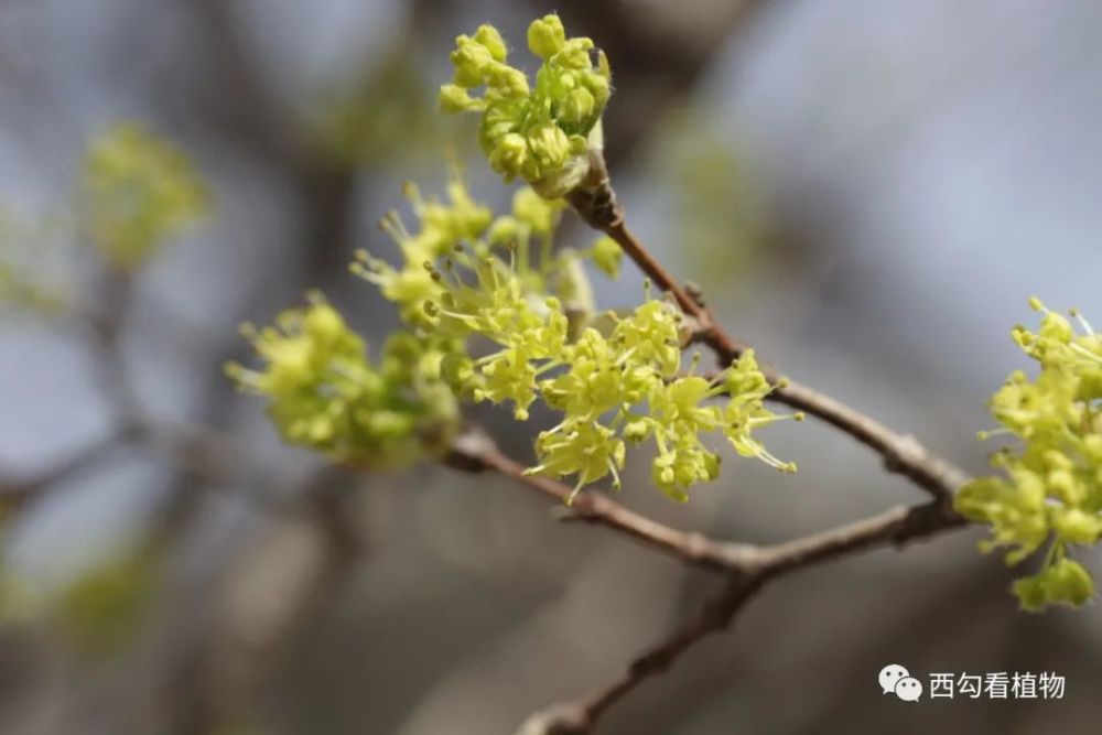 植物园的开花植物20210408_腾讯新闻