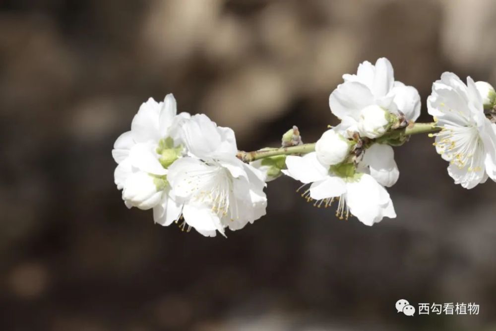 白花山碧桃