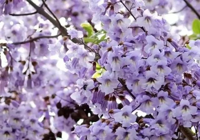 【花园管家】50种·蓝紫色系植物,尊享高贵典雅浪漫的视觉盛宴