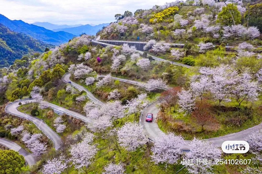 四明山樱花谷/宁 波 篇富阳区浮云岭,临安区玲珑米积村太子湾公园