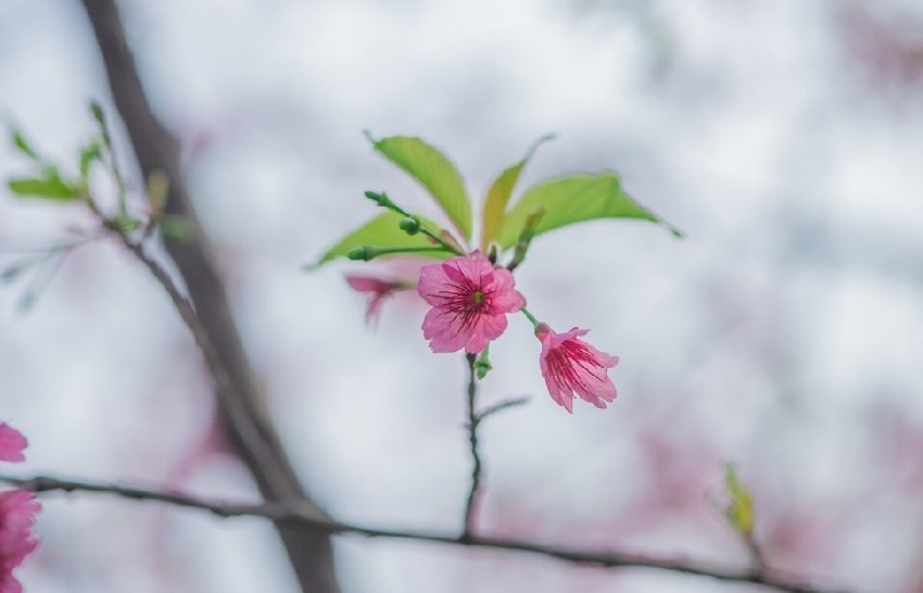 花下一壶酒,人与花酬酢