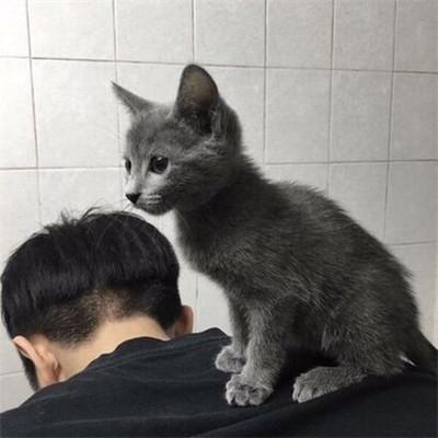 听说用抱猫猫的男生头像更容易撩妹哦