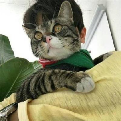 听说用抱猫猫的男生头像更容易撩妹哦