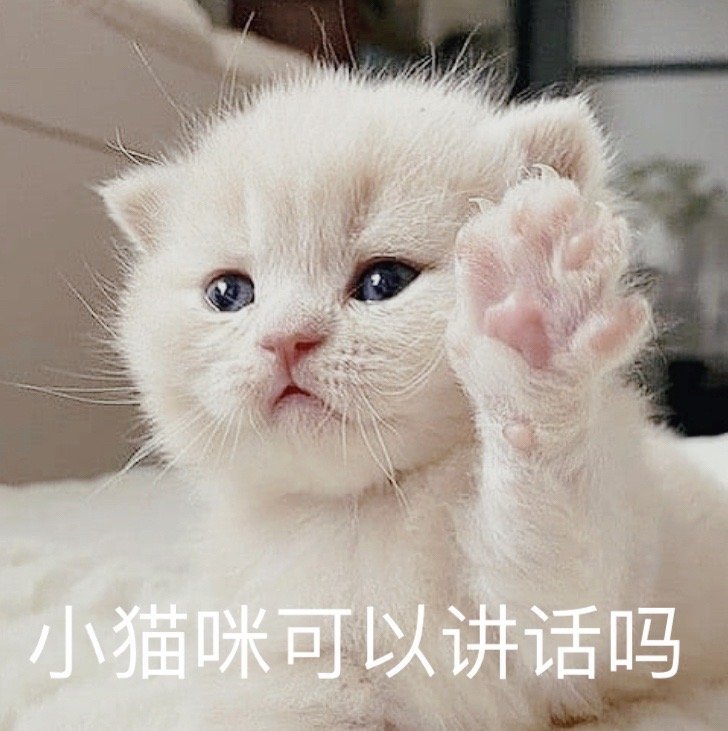 萌宠表情包:小猫咪可以讲话吗?