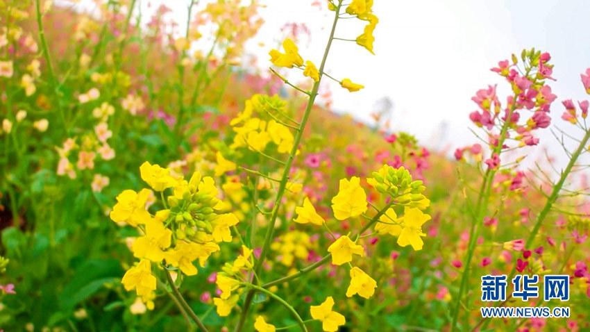 春暖花开,武汉市江夏区五里界街花博园的七彩油菜花竞相绽放,沁人心脾