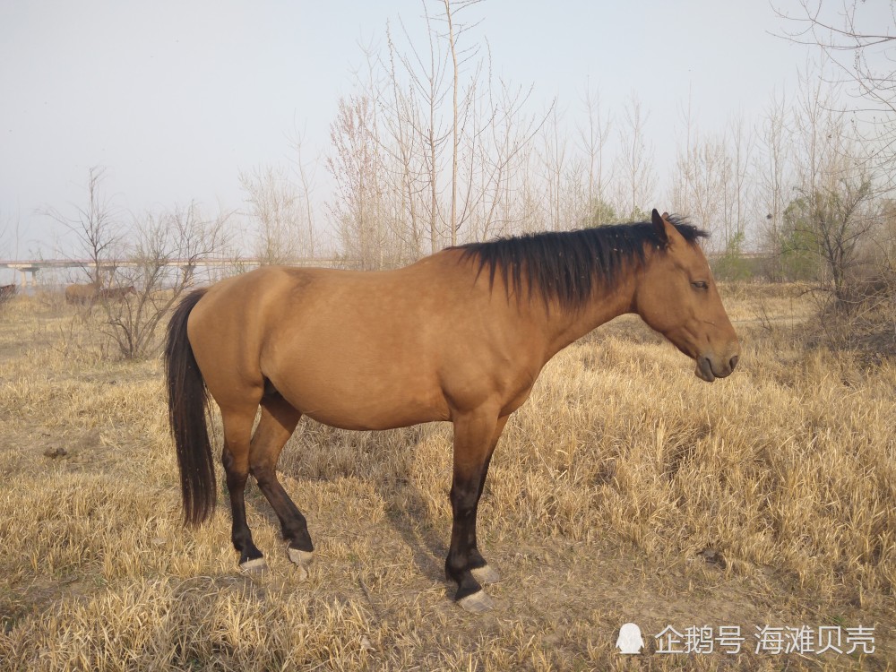 黄河滩马儿在吃草