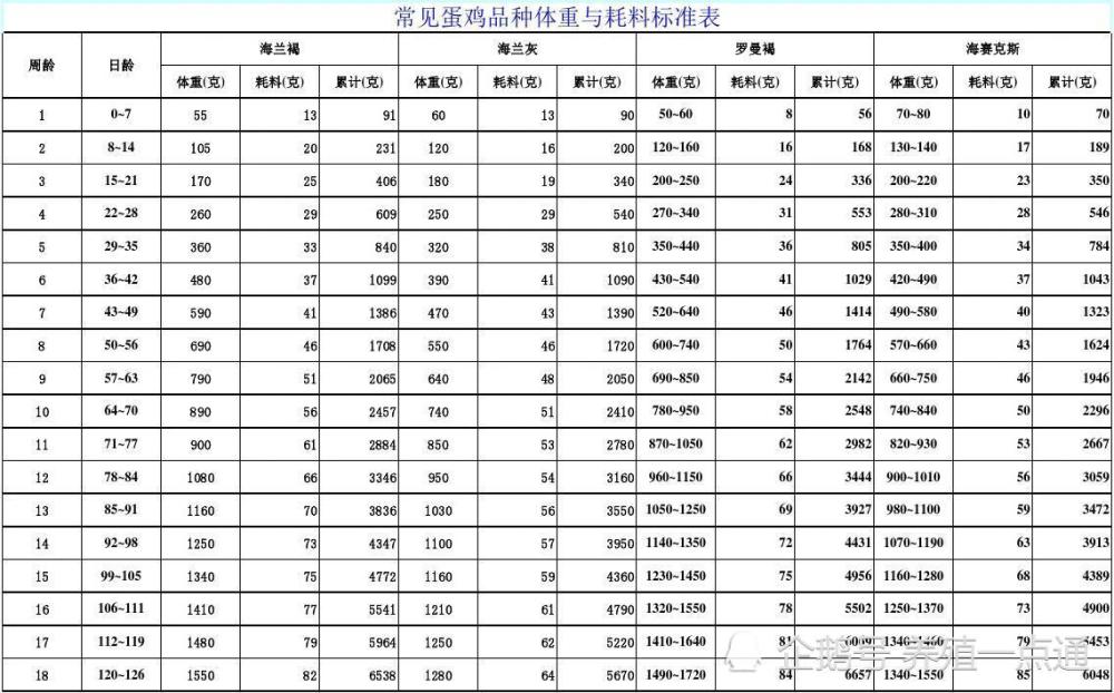 蛋鸡也要预防脂肪肝,控体重,调饲料,稳产蛋