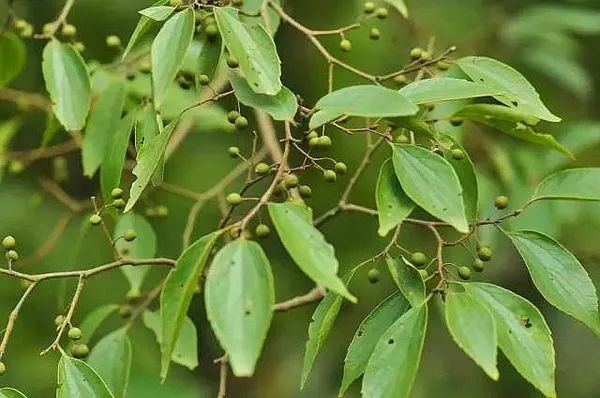 清明食叶正当时潮汕抹茶蛋糕朴籽粿如约而至