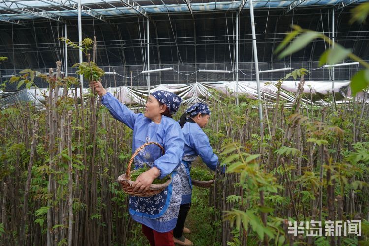 春日寻鲜|大棚椿意闹,稚芽早争俏!这里的香椿从元旦前就开始采摘