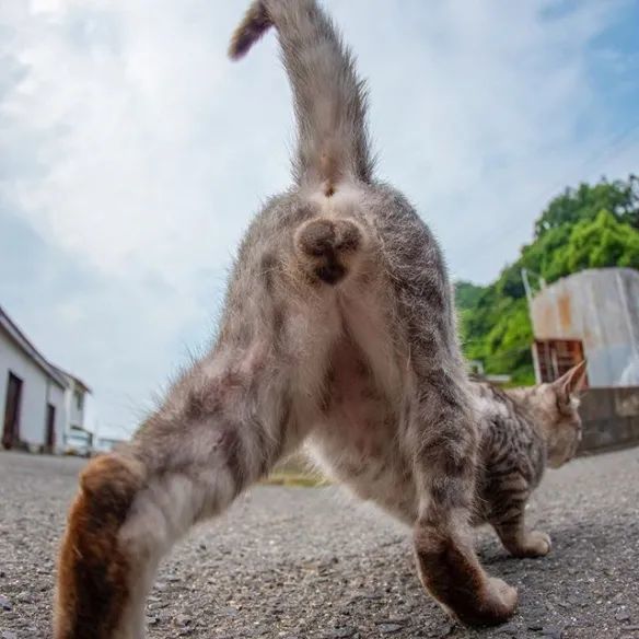 这种花色的猫咪蛋蛋,每3万只猫里才有一对!