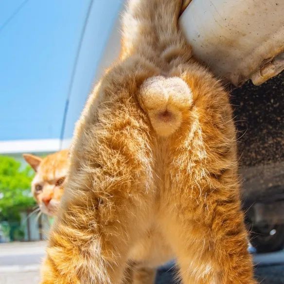 这种花色的猫咪蛋蛋,每3万只猫里才有一对!