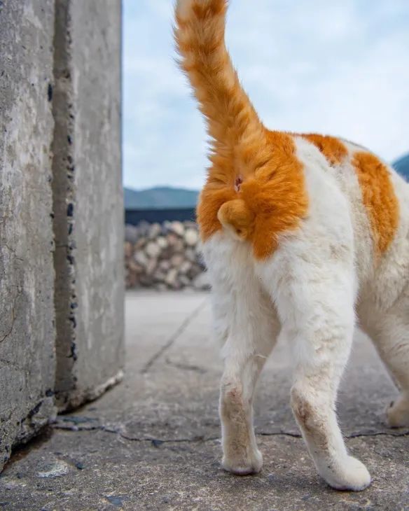 这种花色的猫咪蛋蛋,每3万只猫里才有一对!